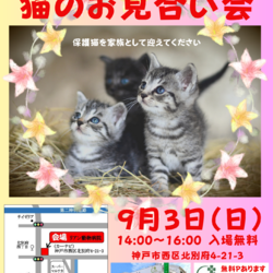 ゆったりほっこりする猫のお見合い会