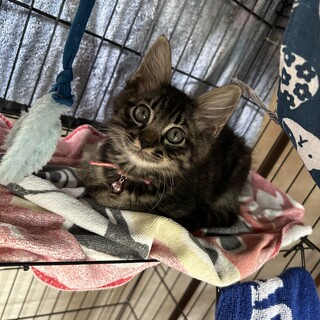 2ヶ月くらいの男の子　猫エイズ陽性