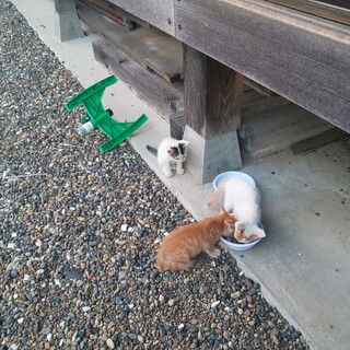 子ネコの里親募集