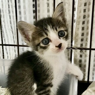 大きなお目目の可愛いみぞれﾁｬﾝ