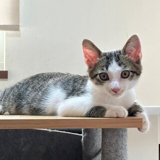 控えめな甘えん坊☆とびっこくん