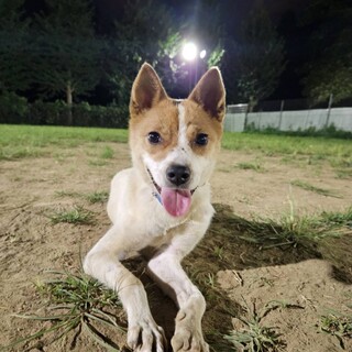 【募集中】ルー♂の幸せを探しています！