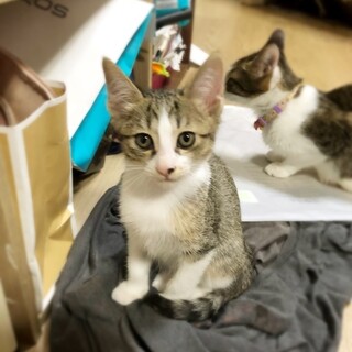 かわいい子猫ちゃん達