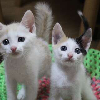 アイドル的な可愛い兄妹じゃがりこ