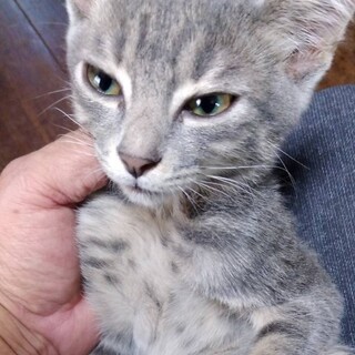 ぐれちゃん・遊び大好きなお転婆ちゃん