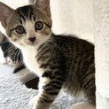おっとりのんびり屋の美にゃんこ