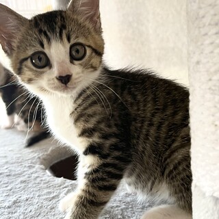 おっとりのんびり屋の美にゃんこ