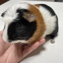 ありがとうございました。里親様が見つかりました！