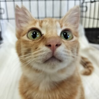 身体の小さいヒラくん。生後10ヶ月くらい。