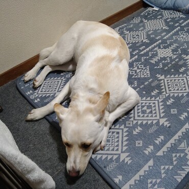 今年も暑くて、若干バテ気味になってる。あと一月頑張って乗り越えよう。