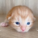 ご応募ありがとうございました