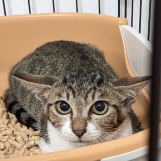 美猫のスイちゃん♬怖がりですが可愛いです☆彡