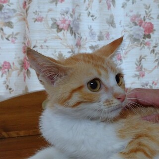 ちゃこちゃんです。よろしくお願いします。