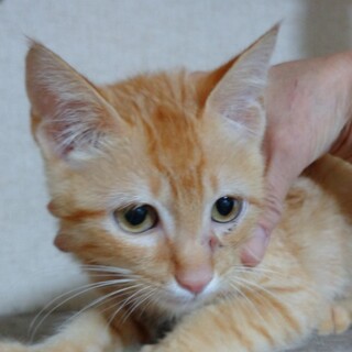 ちゃおくんです。よろしくお願いします。