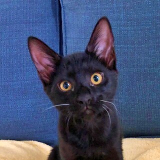 人間大好き『コウ』白いおヒゲが希少な黒猫子猫ちゃん