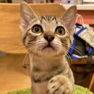 猫が大好き♡超甘えん坊『ライくん』