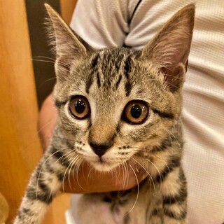 タレ目で和風美人♡『あやめ』