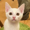 おもちゃも大好き『フジオくん』