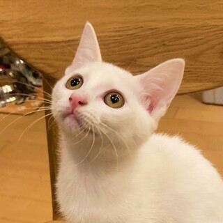 抱っこもOK♡人間大好き白猫子猫ちゃん『かすみ』