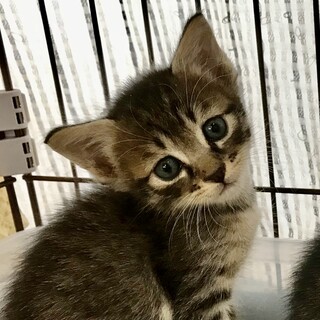 とっても可愛いボクちん ラムネです