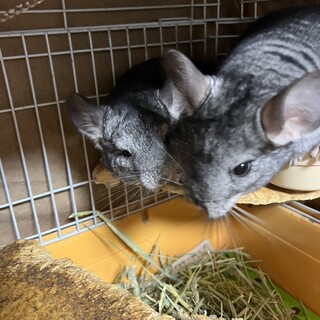 チンチラ♂スタンダード 双子