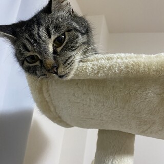 おメメくりくりメメちゃん