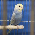 【里親様決定しました！】セキセイインコ