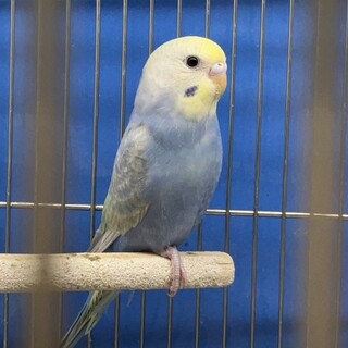 【里親様決定しました！】セキセイインコ