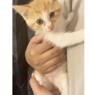 《里親サマ決まりました！》.*･ﾟマリーちゃん