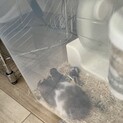 ゴールデンハムスター