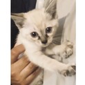 《里親サマ決まりました！》.*･ﾟミントくん