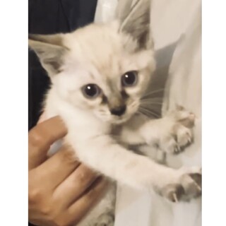 《里親サマ決まりました！》.*･ﾟミントくん