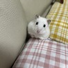 みやせり