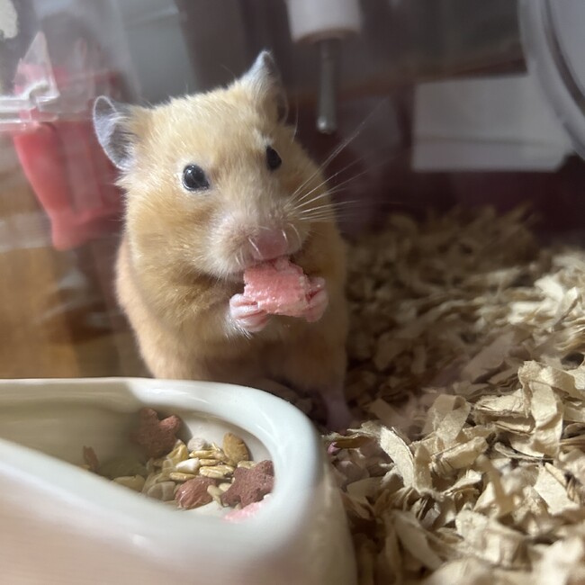 みやせりのカバー写真