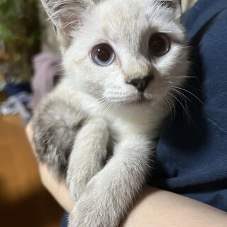 水色の目の白猫ちゃん。※一旦募集を停止します