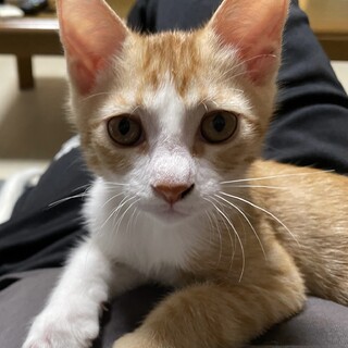 優しい家族決定しました〜