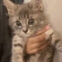 《里親サマ決まりました！》.*･ﾟオリーブくん