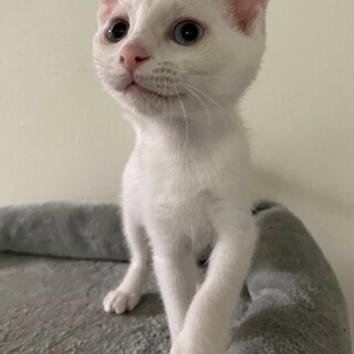 里親決定しました