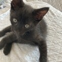 家族になって頂ける方　探しています