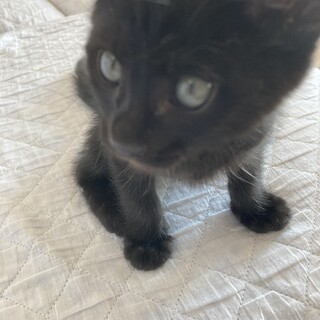 家族になって頂ける方　探しています