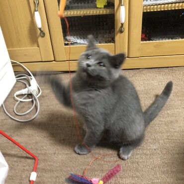 少し大きくなってめちゃくちゃ遊びます