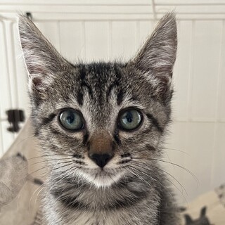 この可愛いさは罪❤︎ごろみちゃん人馴れも◎