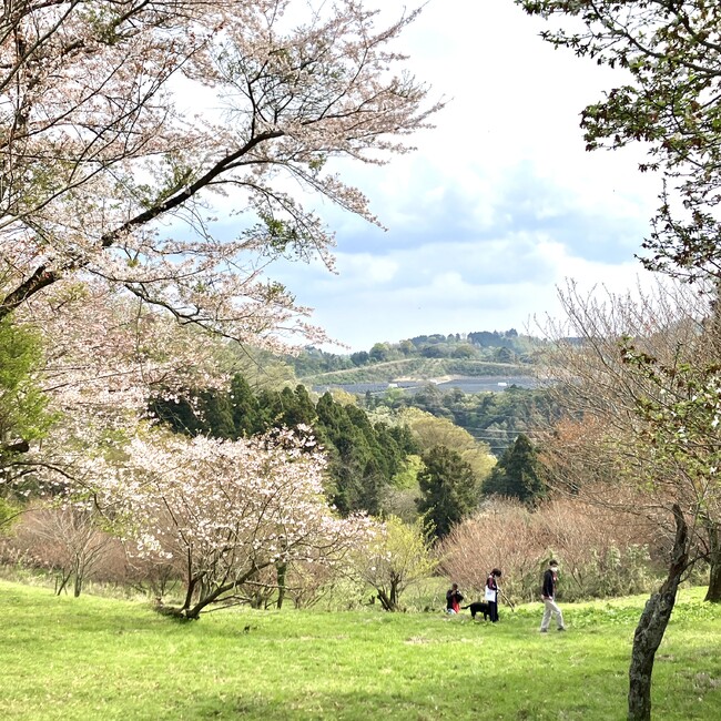 シュテラのカバー写真