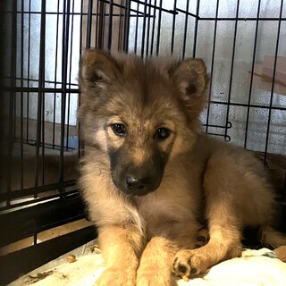 生後約3ヶ月の子犬里親緊急募集