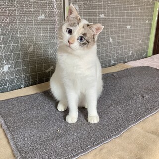 とても寂しがり屋なシャムmixの女の子