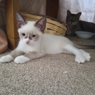 由布、里親さま決定！ありがとうございました♥️