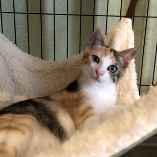 ☆みっけちゃん（仮名）の里親さん募集中です☆ 追記