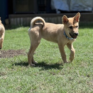 野犬の赤ちゃんまなちゃんです。