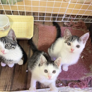 母猫と子猫保護しました！里親募集します。