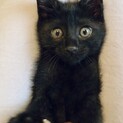 人も猫も大すき！